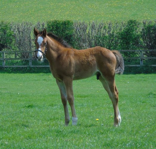 2022 colt by Nathaniel